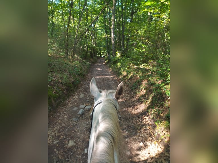 Other Breeds Mare 4 years 14.1 hh Grey in Saint-Romain-sous-Gourdon