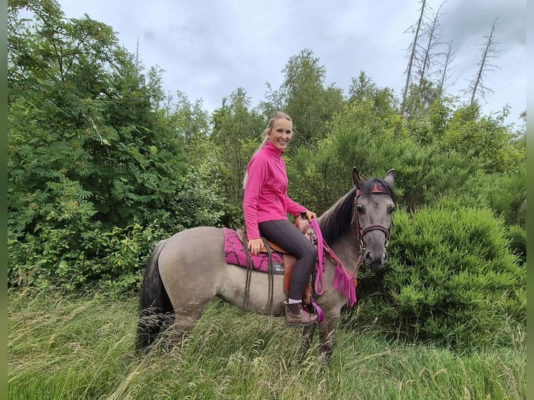 Other Breeds Mare 4 years 14.1 hh Grullo in Linkenbach