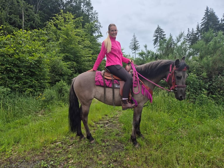 Other Breeds Mare 4 years 14.1 hh Grullo in Linkenbach