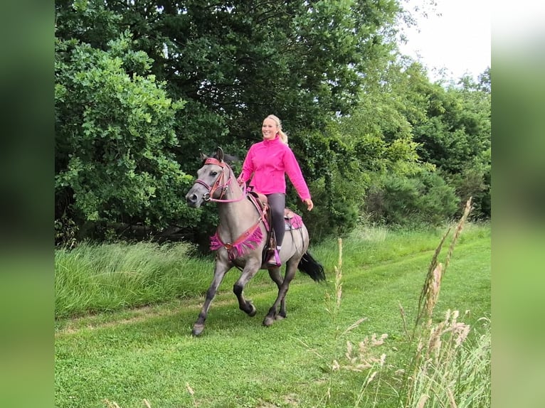 Other Breeds Mare 4 years 14.1 hh Grullo in Linkenbach