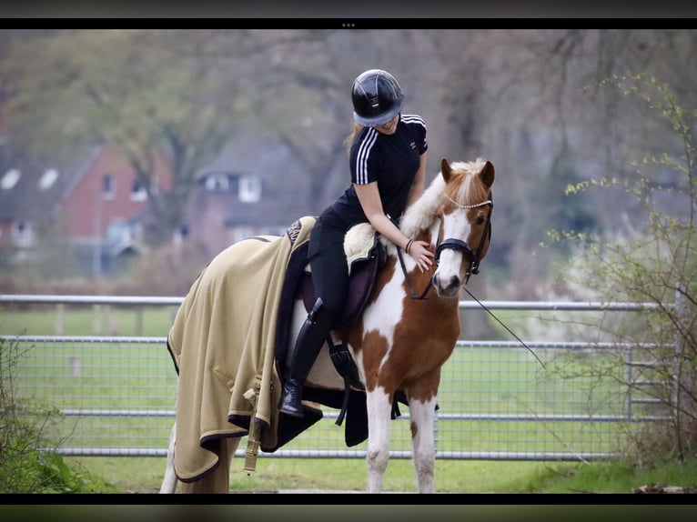 Other Breeds Mare 4 years 14.1 hh Pinto in Hamburg Iserbrook