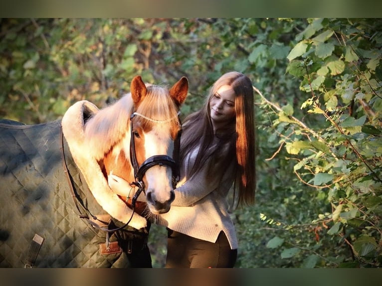 Other Breeds Mare 4 years 14.1 hh Pinto in Hamburg Iserbrook