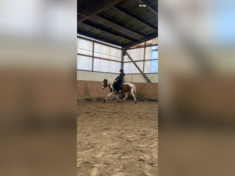Other Breeds Mare 4 years 14.1 hh Pinto in Hamburg Iserbrook