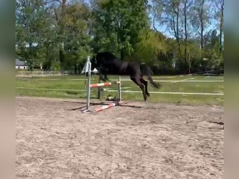 Other Breeds Mare 4 years 14.1 hh Smoky-Black in Heesch