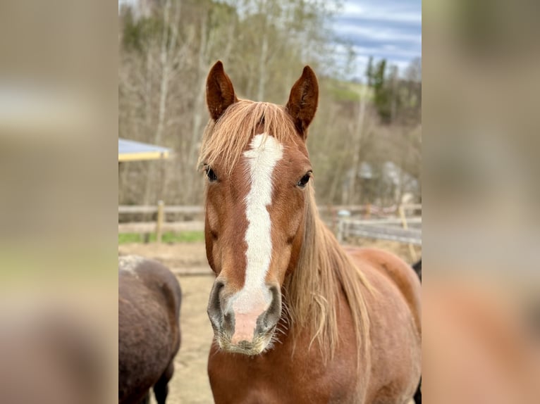 Other Breeds Mare 4 years 14,2 hh Black in Rabenau