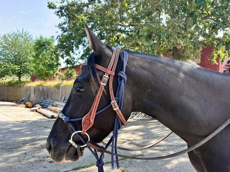 Other Breeds Mare 4 years 14,2 hh Black in Rabenau