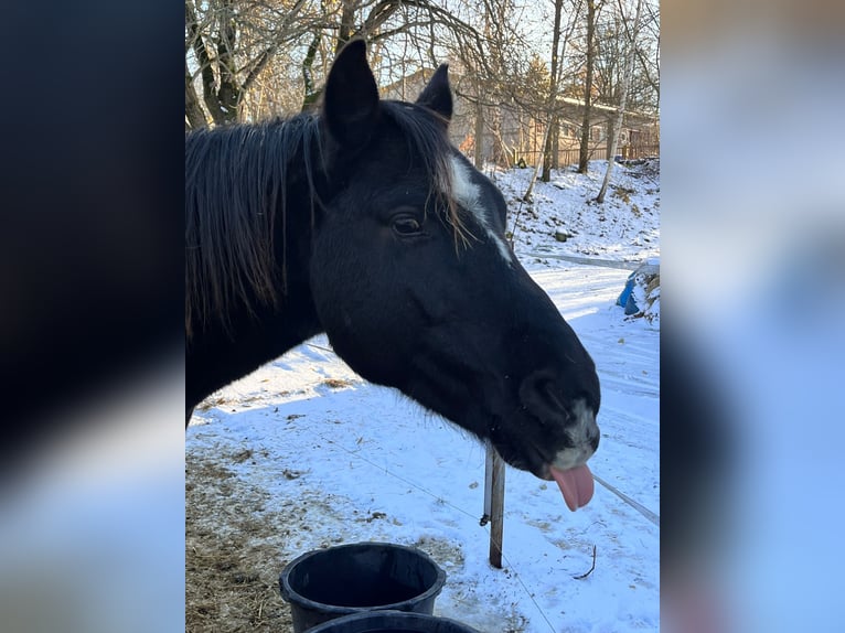 Other Breeds Mare 4 years 14,2 hh Black in Rabenau