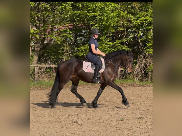 Other Breeds Mix Mare 4 years 14.2 hh Brown in Wedemark