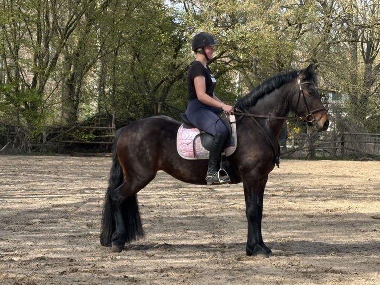 Other Breeds Mix Mare 4 years 14.2 hh Brown in Wedemark