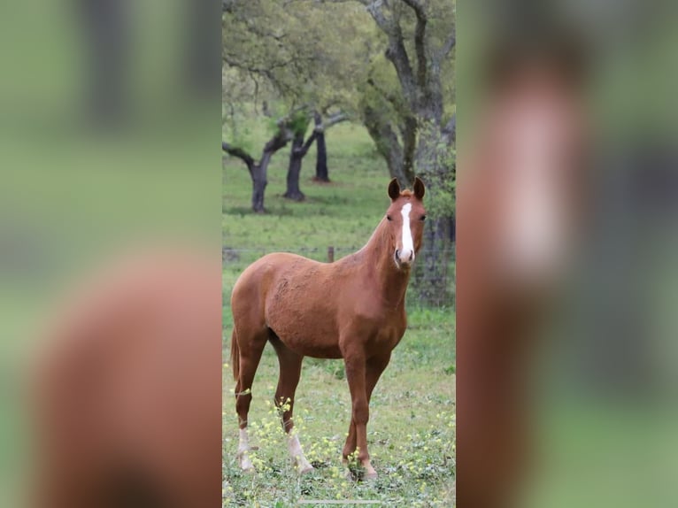 Other Breeds Mix Mare 4 years 14.2 hh Chestnut in Silveiras
