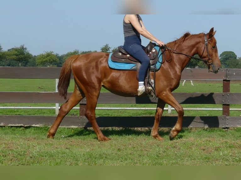 Other Breeds Mare 4 years 14,2 hh Chestnut-Red in Lathen
