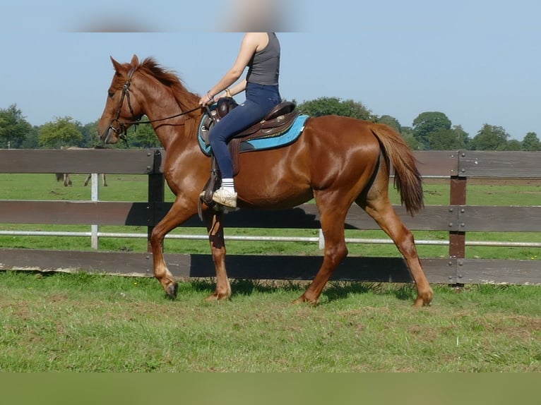 Other Breeds Mare 4 years 14,2 hh Chestnut-Red in Lathen