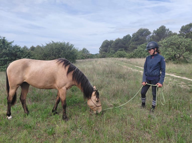 Other Breeds Mare 4 years 14.2 hh Dun in La Motte-d'Aigues