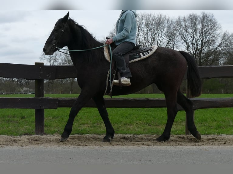 Other Breeds Mare 4 years 14,2 hh Gray-Dark-Tan in Lathen