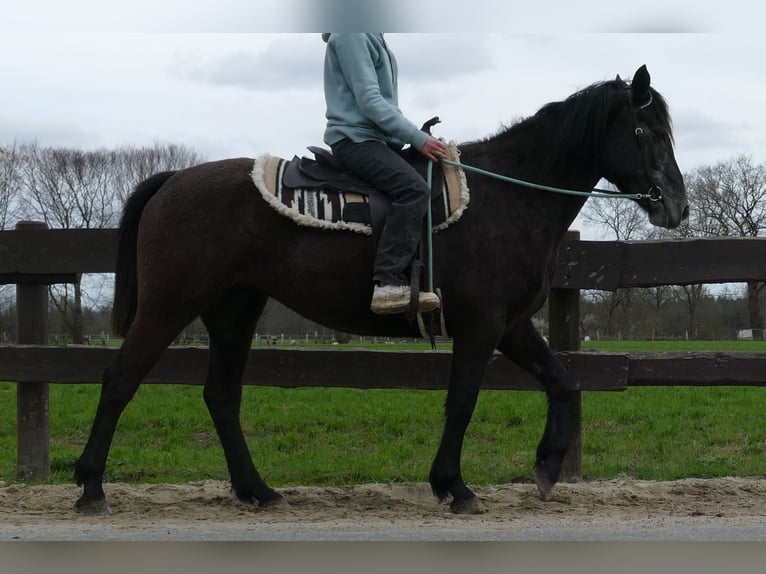 Other Breeds Mare 4 years 14,2 hh Gray-Dark-Tan in Lathen