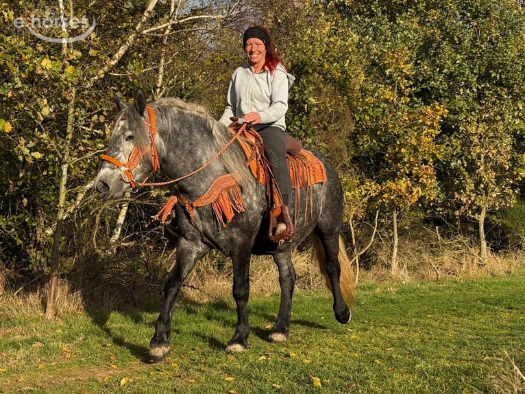 Other Breeds Mare 4 years 14.2 hh Grey-Blue-Tan in Linkenbach