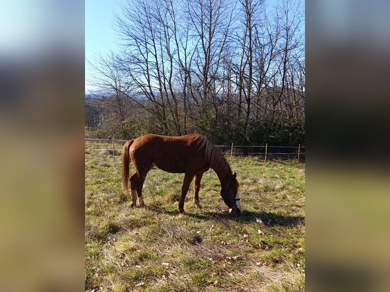 Other Breeds Mare 4 years 14.2 hh  in Ponzone