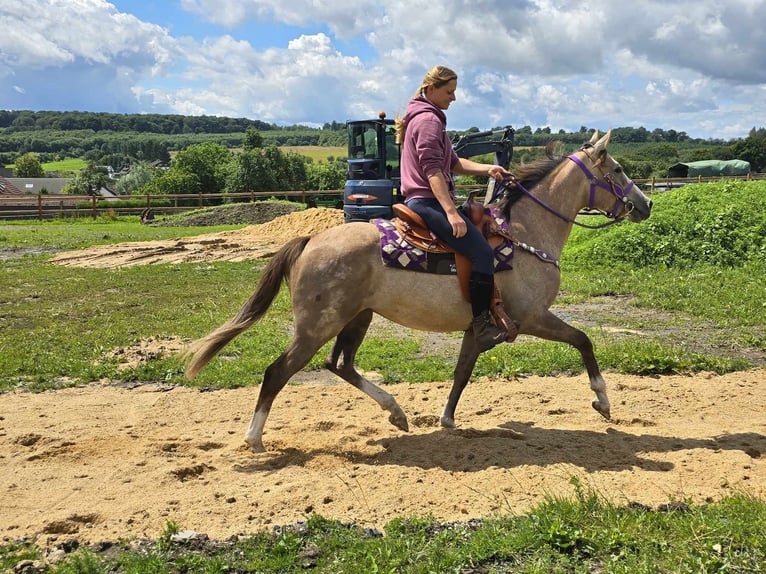 Other Breeds Mare 4 years 14,3 hh Brown Falb mold in Linkenbach