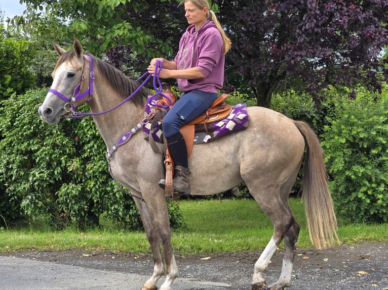 Other Breeds Mare 4 years 14,3 hh Brown Falb mold in Linkenbach