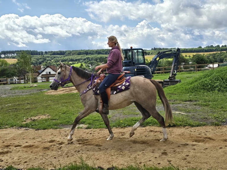 Other Breeds Mare 4 years 14,3 hh Brown Falb mold in Linkenbach