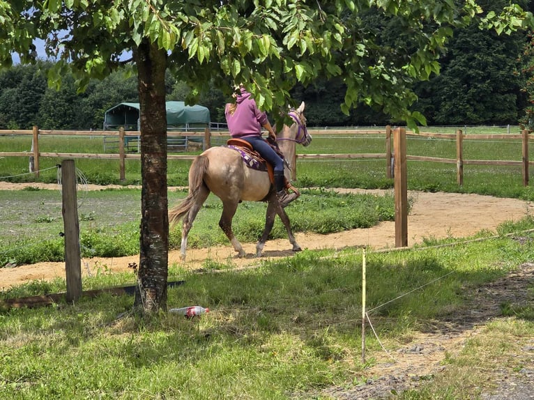 Other Breeds Mare 4 years 14,3 hh Brown Falb mold in Linkenbach