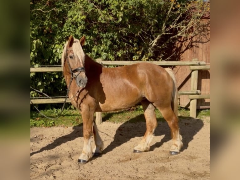 Other Breeds Mare 4 years 14.3 hh Chestnut in Bünde