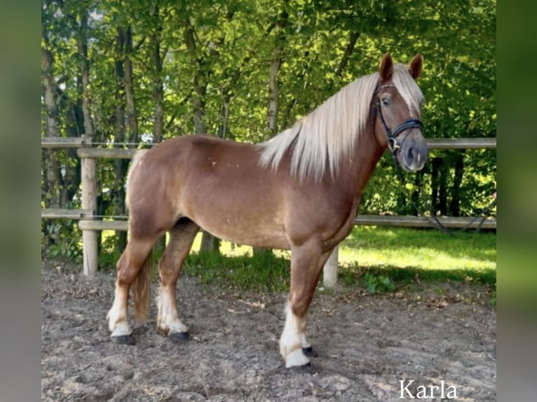 Other Breeds Mare 4 years 14.3 hh Chestnut in Bünde