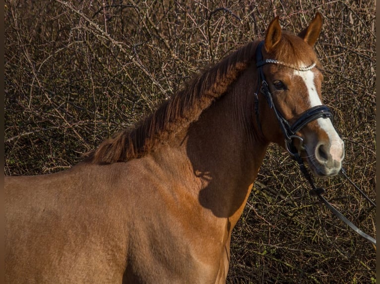 Other Breeds Mare 4 years 14,3 hh Chestnut-Red in Schwäbisch Gmünd