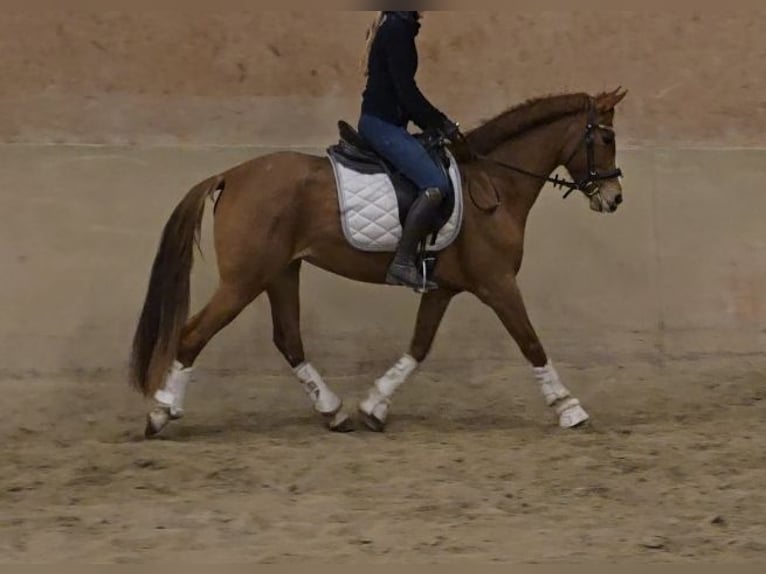 Other Breeds Mare 4 years 14,3 hh Chestnut-Red in Schwäbisch Gmünd