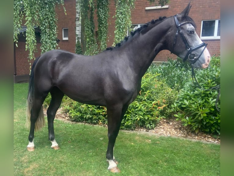 Other Breeds Mare 4 years 14.3 hh Grey-Dark-Tan in Hopsten