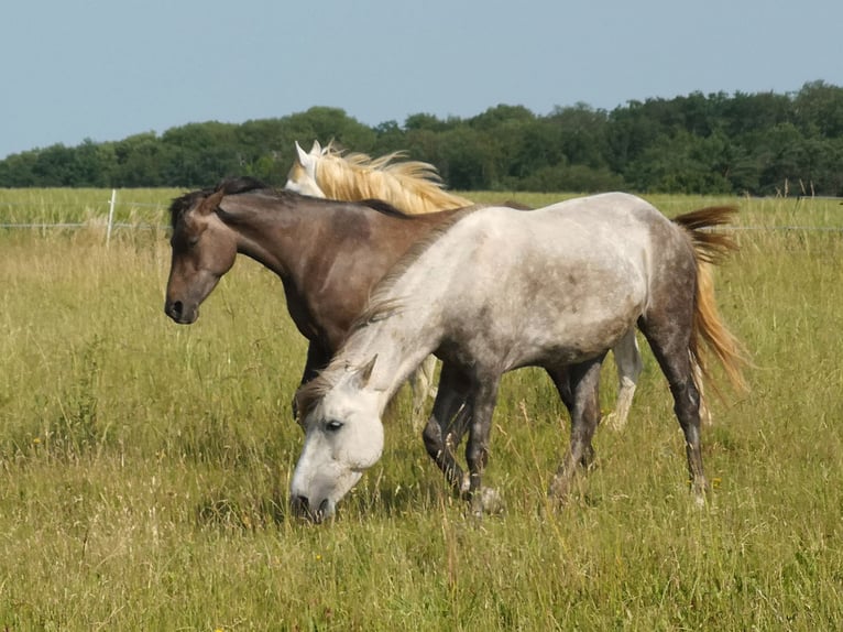 Other Breeds Mare 4 years 14 hh Gray in Pohlheim