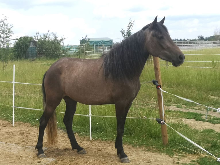 Other Breeds Mare 4 years 14 hh Gray in Pohlheim