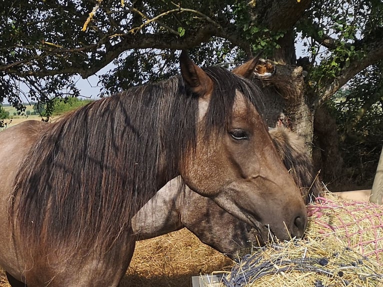 Other Breeds Mare 4 years 14 hh Gray in Pohlheim