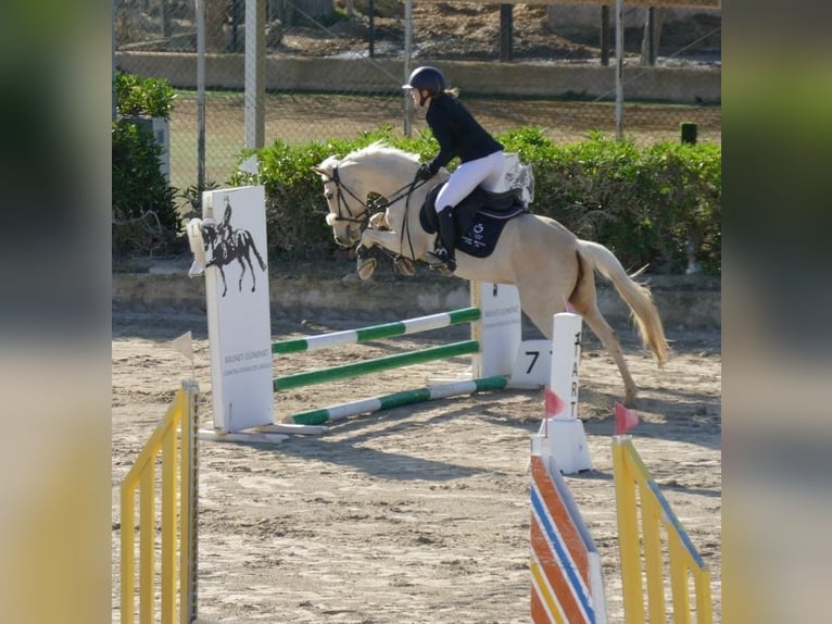 Other Breeds Mix Mare 4 years 14 hh Palomino in Inca