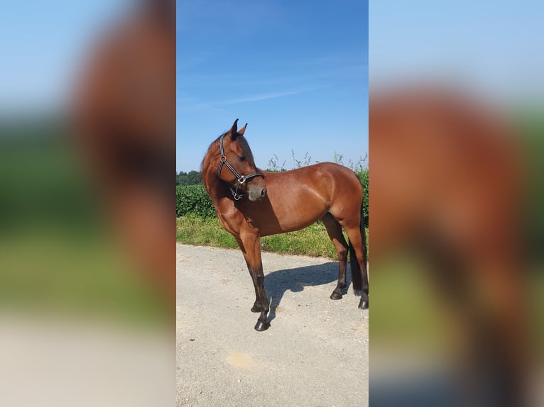 Other Breeds Mare 4 years 14,1 hh Brown in Steinhaus
