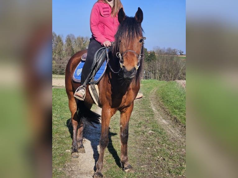 Other Breeds Mare 4 years 14,1 hh Brown in Steinhaus