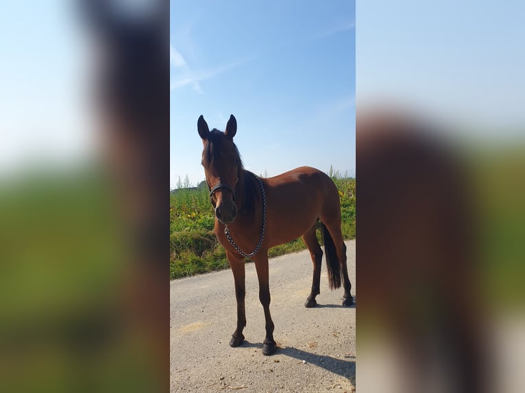 Other Breeds Mare 4 years 14,1 hh Brown in Steinhaus