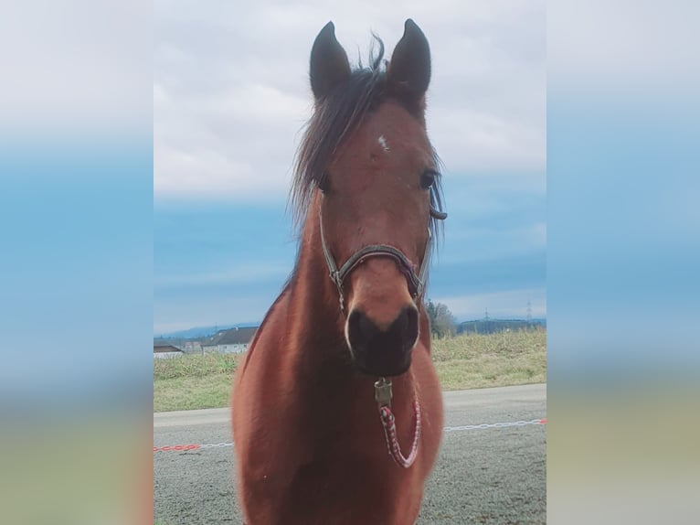 Other Breeds Mare 4 years 14,1 hh Brown in Steinhaus