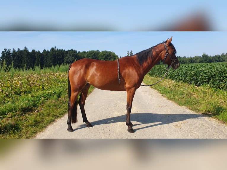Other Breeds Mare 4 years 14,1 hh Brown in Steinhaus