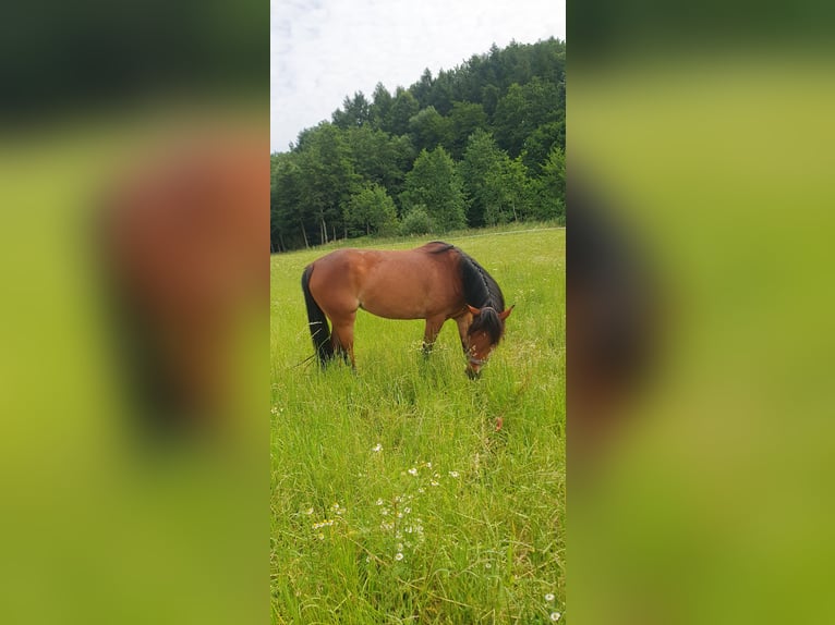 Other Breeds Mare 4 years 14,1 hh Brown in Steinhaus