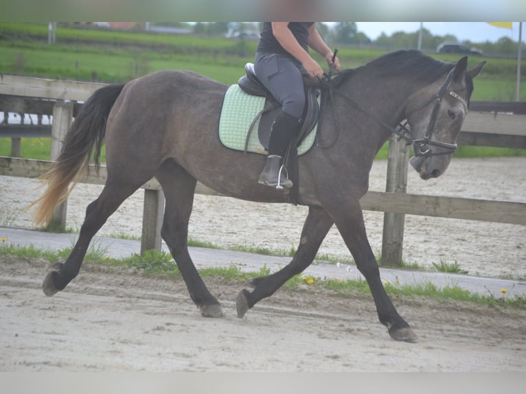 Other Breeds Mare 4 years 14,1 hh Gray in Wuustwezel