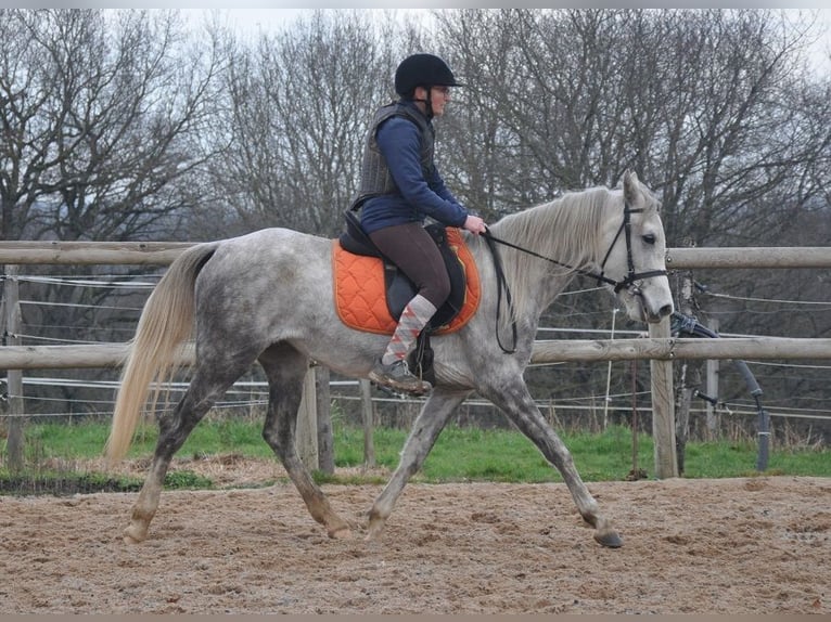 Other Breeds Mare 4 years 14,1 hh Grey in Saint-Romain-sous-Gourdon