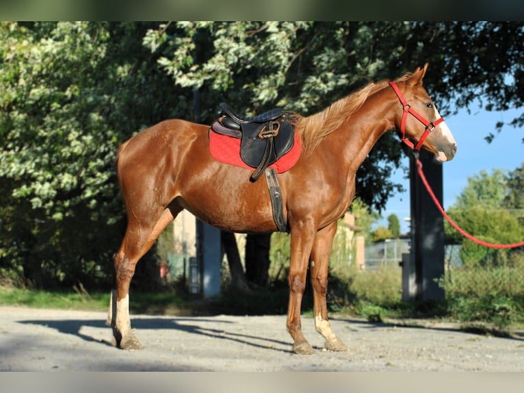 Other Breeds Mare 4 years 14,2 hh  in Ponzone