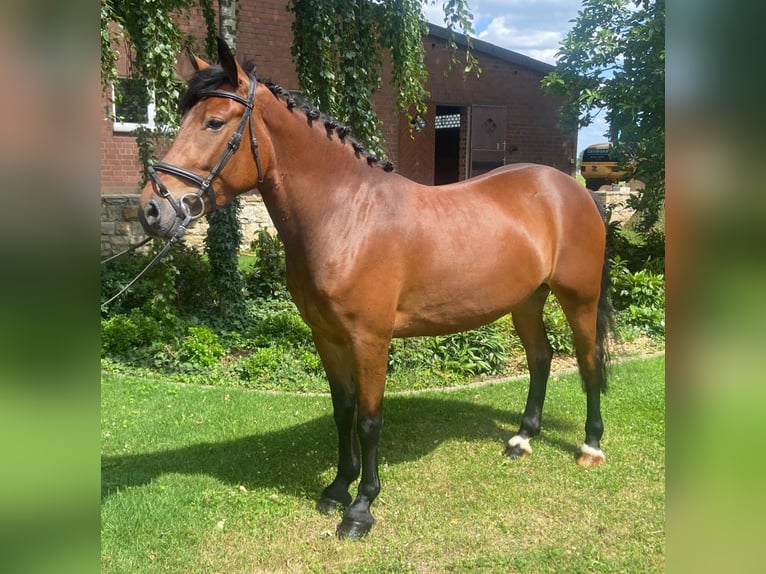 Other Breeds Mare 4 years 15,1 hh Brown in Hopsten