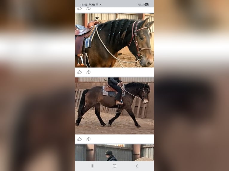 Other Breeds Mare 4 years 15.1 hh Brown in Velten