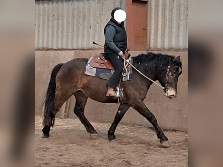 Other Breeds Mare 4 years 15.1 hh Brown in Velten