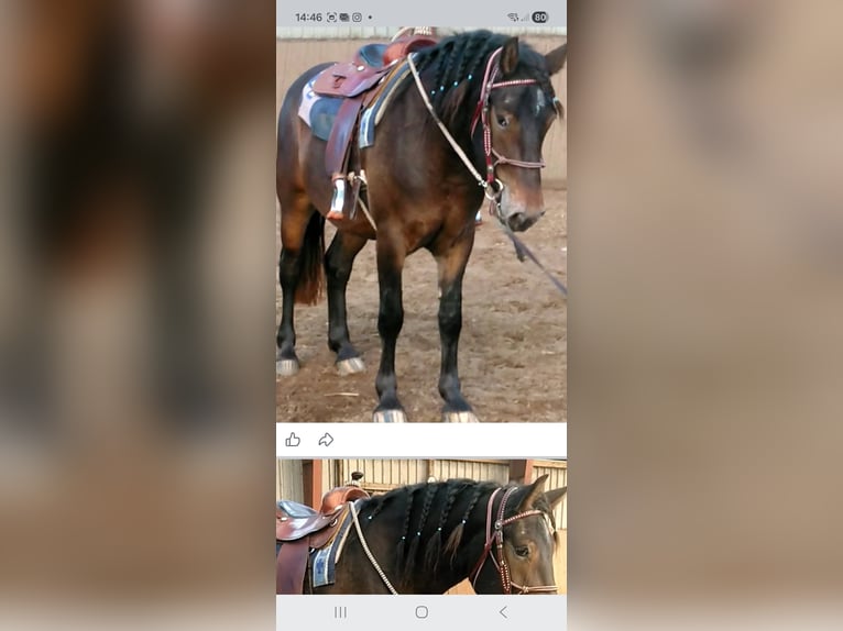 Other Breeds Mare 4 years 15.1 hh Brown in Velten