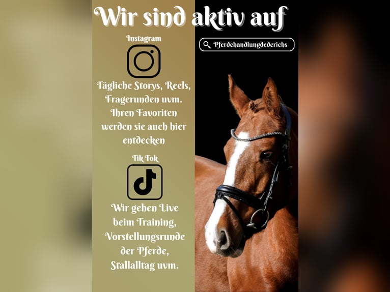 Other Breeds Mare 4 years 15,1 hh Chestnut-Red in Nettersheim