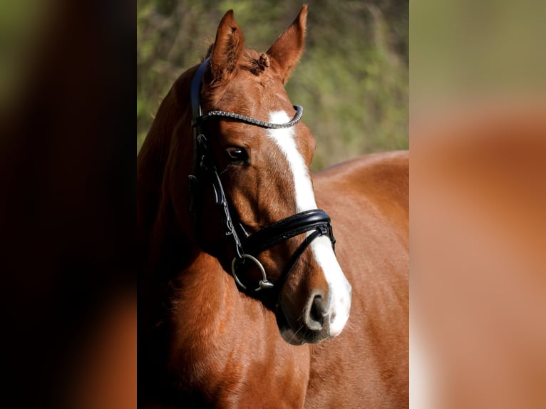 Other Breeds Mare 4 years 15,1 hh Chestnut-Red in Nettersheim