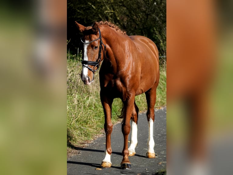 Other Breeds Mare 4 years 15,1 hh Chestnut-Red in Nettersheim